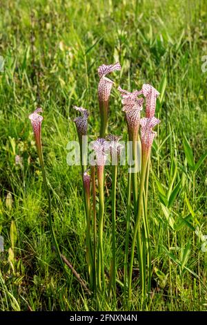 Crimson- oder White-topped Pitcher Plant (Sarracenia leucophylla), Western Panhandle, Florida, Eastern Alabama, USA, Von James D Coppinger/Dembinsky Photo Stockfoto