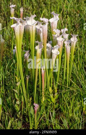 Crimson- oder White-topped Pitcher Plant (Sarracenia leucophylla), Western Panhandle, Florida, Eastern Alabama, USA, Von James D Coppinger/Dembinsky Photo Stockfoto