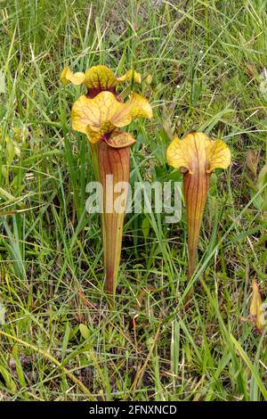 Sarracenia x naczii hybride Kannenpflanze, Sarracenia flava x Sarracenia rosea, Florida, USA, von James D Coppinger/Dembinsky Photo Assoc Stockfoto