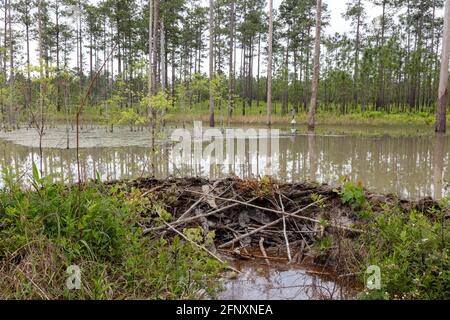 Beaver Dam, aktiv, Northwestern Florida, USA von James D. Coppinger/Dembinsky Photo Assoc Stockfoto