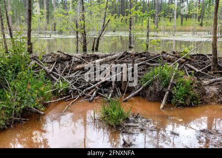 Beaver Dam, aktiv, Northwestern Florida, USA von James D. Coppinger/Dembinsky Photo Assoc Stockfoto