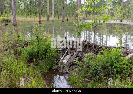 Beaver Dam, aktiv, Northwestern Florida, USA von James D. Coppinger/Dembinsky Photo Assoc Stockfoto