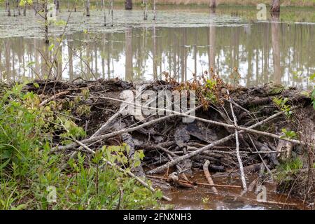 Beaver Dam, aktiv, Northwestern Florida, USA von James D. Coppinger/Dembinsky Photo Assoc Stockfoto