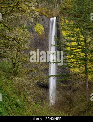 Latourell Falls im Guy Talbot State Park, Columbia River Gorge National Scenic Area, Oregon. Stockfoto