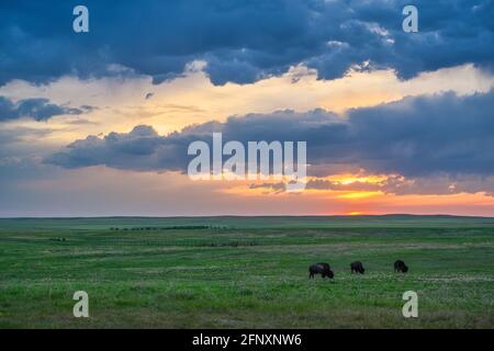 Bison auf der Prärie bei Sonnenuntergang, Badlands National Park, South Dakota. Stockfoto
