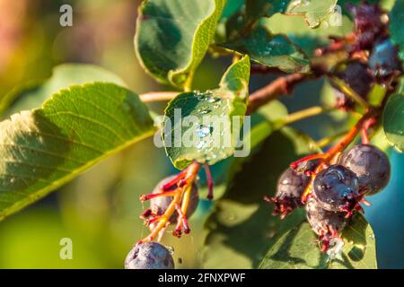 Irga Blätter mit Beeren auf einem Zweig mit zahlreichen Tropfen Wasser in der Sonne scheint bedeckt, selektive Fokus Stockfoto