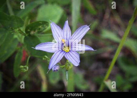 Makro einer Blume aus blauem Gras Stockfoto