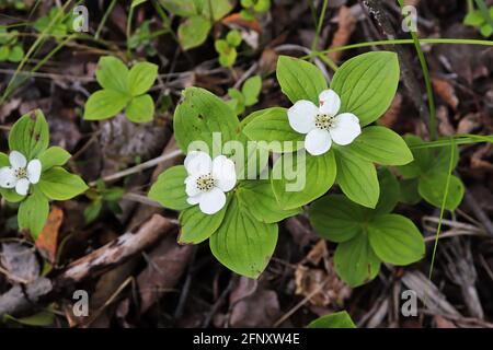 Nahaufnahme von Bunchberry Dogwood in voller Blüte Stockfoto