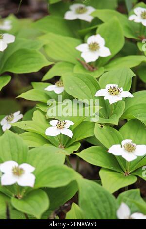 Nahaufnahme von Bunchberry Dogwood in voller Blüte Stockfoto