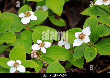 Nahaufnahme von Bunchberry Dogwood in voller Blüte Stockfoto