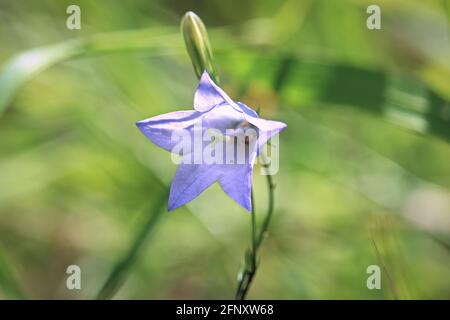 Makro der sternförmigen Blume auf einer gemeinen Harebell Stockfoto