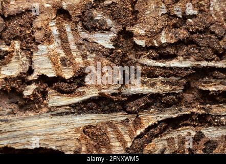 Larven Tunnel in Tannenrinde nach dem europäischen Fichtenrindenkäfer, IPS typographius. Dieser Käfer kann ein Schädling auf Nadelwäldern sein. Stockfoto