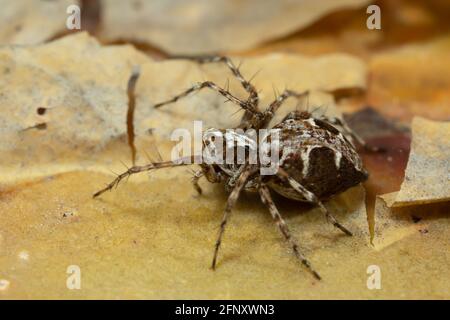 Luchs-Spinne, Oxyopes ramosus auf Kiefernrinde Stockfoto