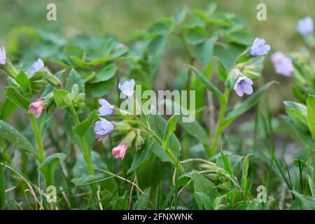 Nahaufnahme von unbeflecktem Lungenkraut, Pulmonaria obscura Stockfoto