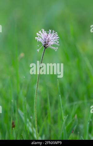 Heiser Wegerich, Plantago Medien wachsen auf Wiese Stockfoto