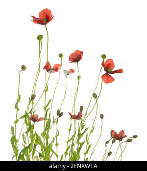 Kleine blühende Mohnblumen auf weißem Hintergrund isoliert Stockfoto