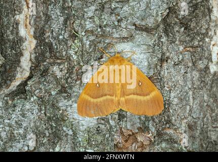 Weibliche Eiche eggar, Lasiocampa quercus auf Birkenrinde Stockfoto