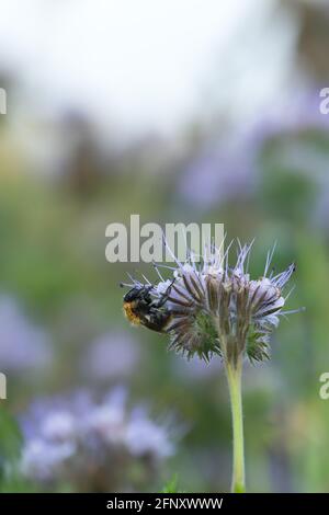 Carder Biene, Bombus pascuorum auf blauem Tansy, Phacelia tanacetifolia fotografiert am frühen Morgen ist die Hummel mit Tau bedeckt Stockfoto