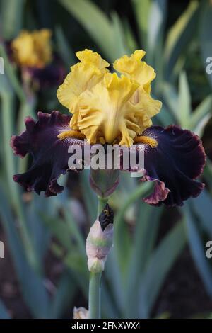 Iris „Sun Devil“. Stockfoto