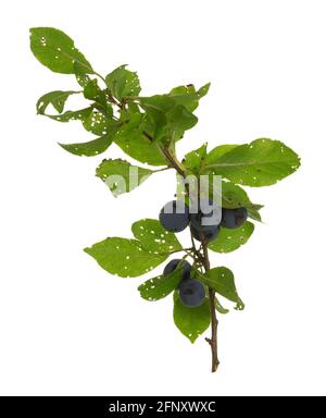 Pflaume, Prunus insititia Zweig mit reifen Beeren isoliert auf weißem Hintergrund Stockfoto