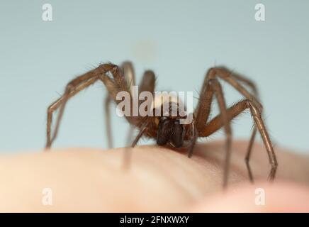 Scheune Trichter Weaver, Tegenaria domestica Spinne auf der menschlichen Haut, kann diese Spinne oft in menschlichen Häusern gefunden werden Stockfoto