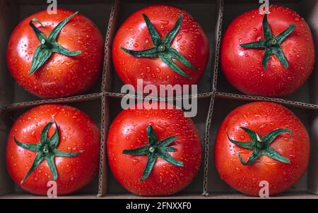 Draufsicht auf frisch gepflückte frische Tomaten in einem Karton. Landwirtschaft und Lebensmittelkonzept Stockfoto