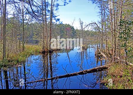 Pakim Pond liegt im Herzen der New Jersey Pine Barrens und ist ein beliebtes Ziel für Camping, Wandern und die Tier- und Pflanzenwelt. Stockfoto