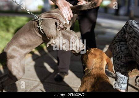 Nahaufnahme des amerikanischen Pitbull-Terrier-Hundes ist unbekannt Personen, die den Hund halten, um den Angriff zu verhindern An sonnigen Tagen auf der Straße Stockfoto