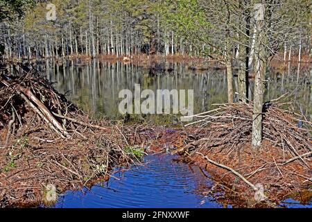 Pakim Pond ist ein beliebtes Ziel in den New Jersey Pine Barrens und beherbergt auch eine Familie von Bibern. Stockfoto