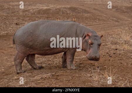 Gewöhnlicher Hippopotamus [Hippopotamus amphibius] in Afrika Stockfoto