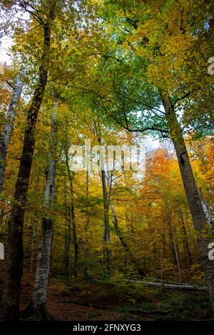 Ein hochauflösendes Foto, das im Herbst von Bäumen aufgenommen wurde, die in Bolu, Yedigoller, gefunden wurden. Yedigoller ist ein Naturgebiet, das in der Türkei und in der Türkei sehr beliebt geworden ist Stockfoto