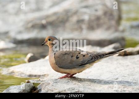 Trauertaube, (Zenaida macroura), Vogel Stockfoto