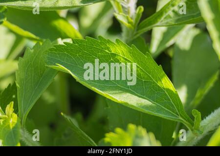 Detailansicht eines Stevia-Blattes auf der Pflanze mit Nerven und Adern sowie Außenbeleuchtung Stockfoto