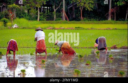 Die Rückansicht von vier Frauen, die sich im Wasser beugten und Reis auf der Insel Lombok, Indonesien, pflanzten. Stockfoto