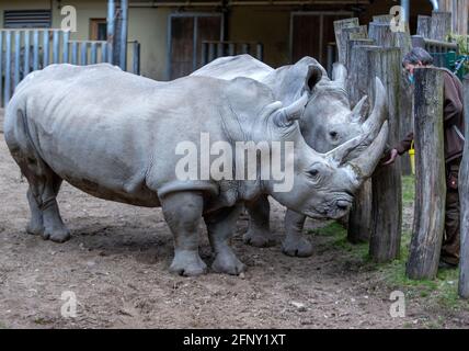 Schwerin, Deutschland. Mai 2021. Die Nashörner Clara (hinten) und Karen holen sich auf dem Freigelände des Schweriner Zoos vom Tierpfleger Bernd Tippelt Äpfel. Quelle: Jens Büttner/dpa-Zentralbild/dpa/Alamy Live News Stockfoto