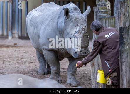 Schwerin, Deutschland. Mai 2021. Im Freigehege des Schweriner Zoos wird Bullen-Nashorn Kimba von Pfleger Bernd Tippelt mit ein paar Äpfeln gefüttert. Nach fünf Jahren in Schwerin wird das Tier bald nach Zürich umziehen. Kimba wird als unfruchtbar angesehen, aber dies kann auch bei Nashörnern psychologisch sein. Quelle: Jens Büttner/dpa-Zentralbild/dpa/Alamy Live News Stockfoto