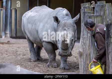 Schwerin, Deutschland. Mai 2021. Im Freigehege des Schweriner Zoos wird Bullen-Nashorn Kimba von Pfleger Bernd Tippelt mit ein paar Äpfeln gefüttert. Nach fünf Jahren in Schwerin wird das Tier bald nach Zürich umziehen. Kimba wird als unfruchtbar angesehen, aber dies kann auch bei Nashörnern psychologisch sein. Quelle: Jens Büttner/dpa-Zentralbild/dpa/Alamy Live News Stockfoto