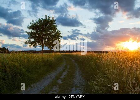 Abendliche Landschaft Wiese Sonnenuntergang im Harz Stockfoto