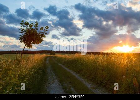 Abendliche Landschaft Wiese Sonnenuntergang im Harz Stockfoto