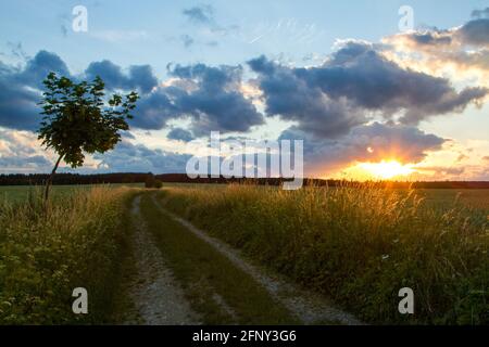 Abendliche Landschaft Wiese Sonnenuntergang im Harz Stockfoto