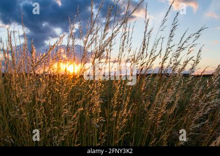 Abendliche Landschaft Wiese Sonnenuntergang im Harz Stockfoto