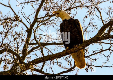 Ein Adler im Flug fällt wie ein Pfeil aus den Cumuluswolken auf Beute auf dem Boden, aus nächster Nähe. Stockfoto