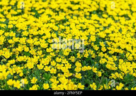 Viele kleine gelbe Wiesenblumen mit grünem Blatthintergrund. Vollformat und Draufsicht auf Wildblumen im Frühling. Stockfoto