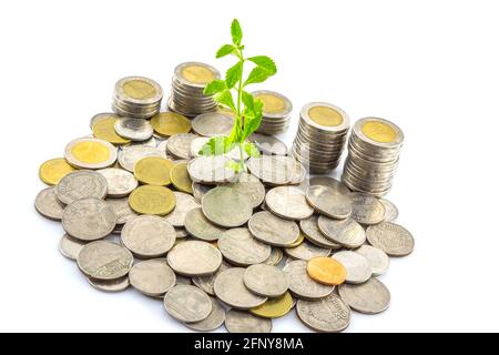 Frischer grüner Baum wächst auf Münzen, Geld Stockfoto