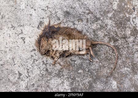 Alte tote Maus/Ratte sterben/Tote Ratte auf Betonboden Stockfoto
