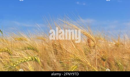 Ähre von Weizen wächst in einem Feld strukturiert unter blau Himmel Stockfoto