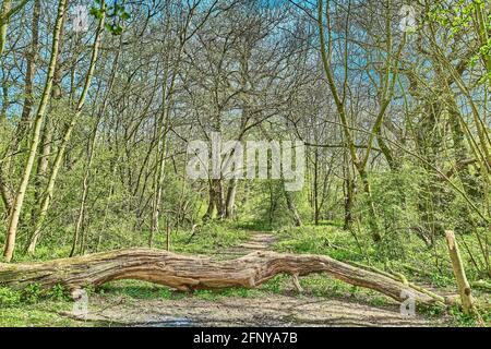 Ein gefallener, verfaulender Baumstamm blockiert an einem sonnigen Frühlingstag einen Weg durch einen Wald. Stockfoto