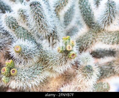 Blühender Cholla-Kaktus im Death Valley National Park, Kalifornien, USA Stockfoto