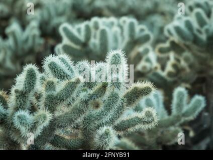 Cholla-Kaktus im Death Valley National Park, Kalifornien, USA Stockfoto