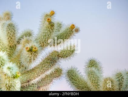 Blühender Cholla-Kaktus im Death Valley National Park, Kalifornien, USA Stockfoto